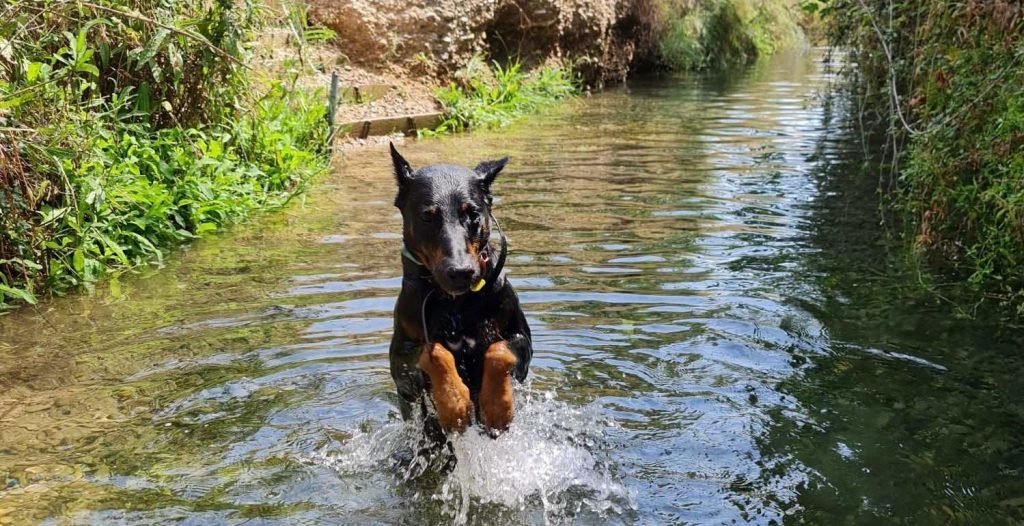 Perro Con ansiedad saltando en el agua.